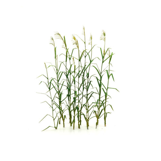 Reed, size S